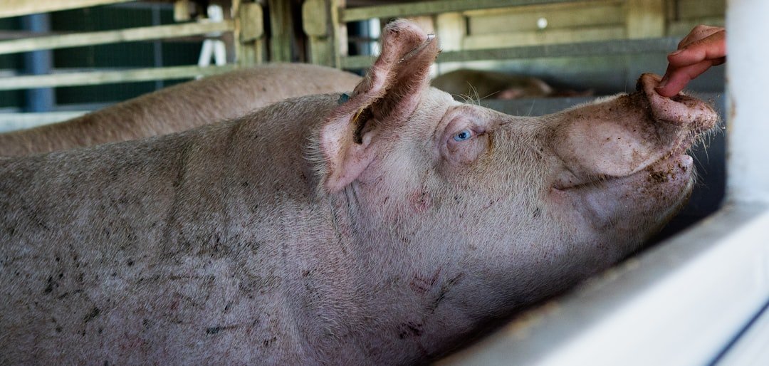 España refuerza su poderío porcino con inversión en Argentina
