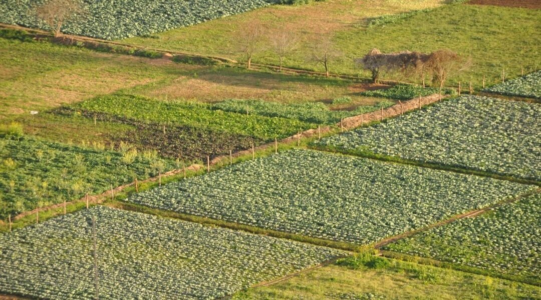 Sheinbaum impulsa control de precios en maíz: productores advierten sobre riesgos