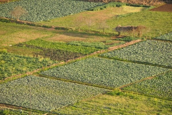 Sheinbaum impulsa control de precios en maíz: productores advierten sobre riesgos