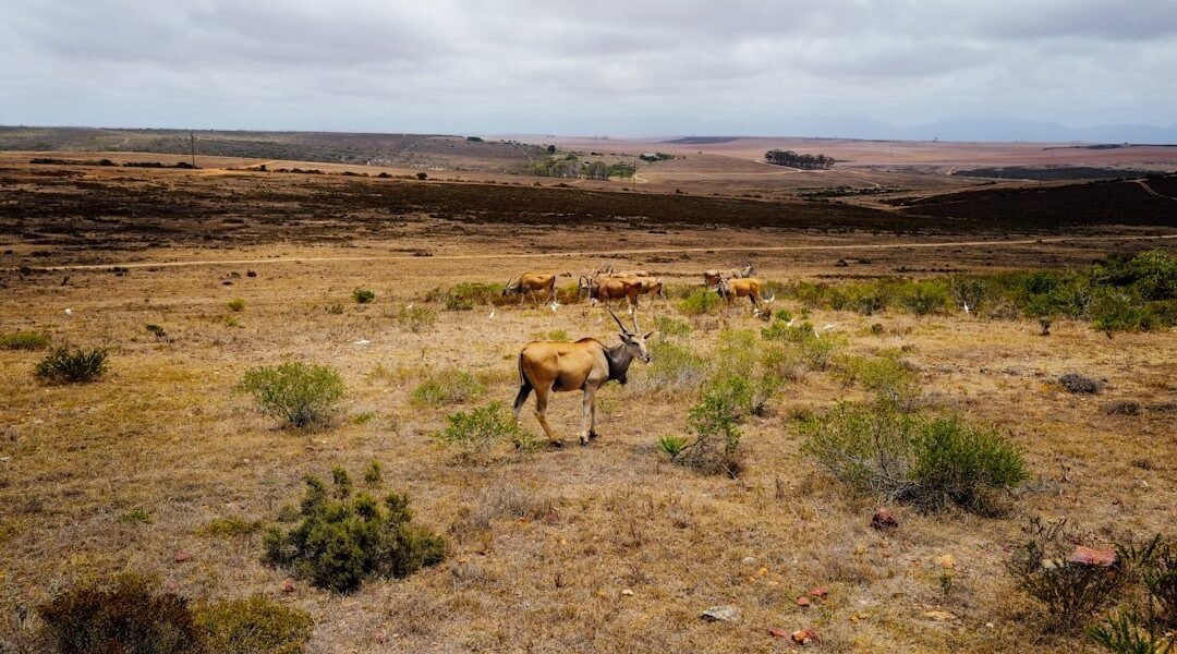 La ganadería devora los bosques: México pierde selvas por pastizales