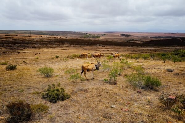 La ganadería devora los bosques: México pierde selvas por pastizales