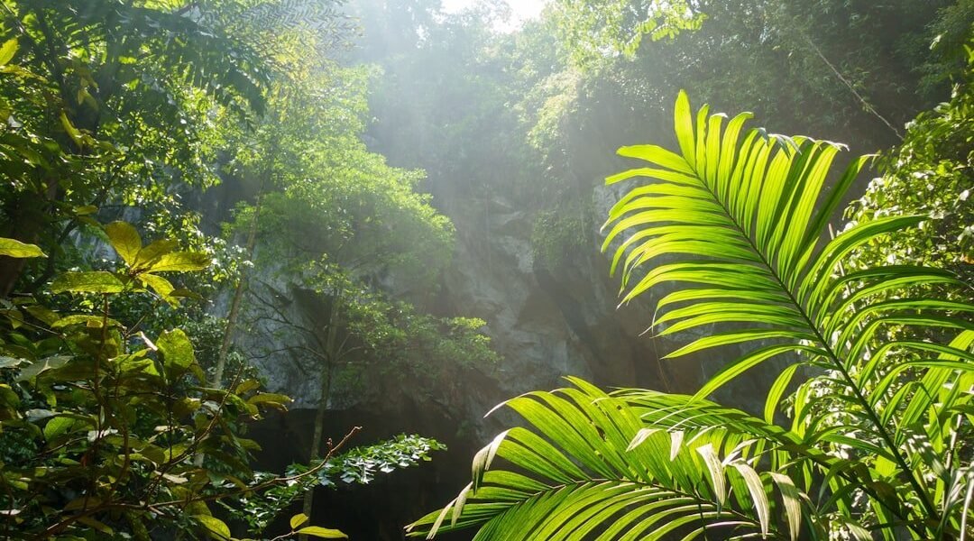 Ceiba: 25 años investigando la biodiversidad que América Latina no puede perder