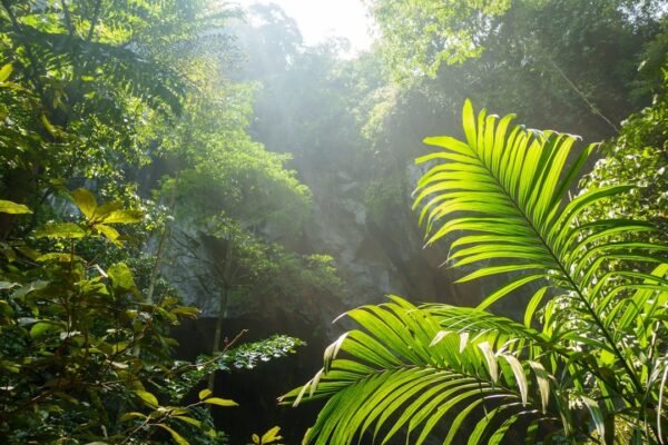 Ceiba: 25 años investigando la biodiversidad que América Latina no puede perder