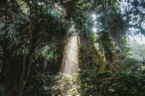 Ceiba: 25 años de resistencia científica frente a la crisis ambiental