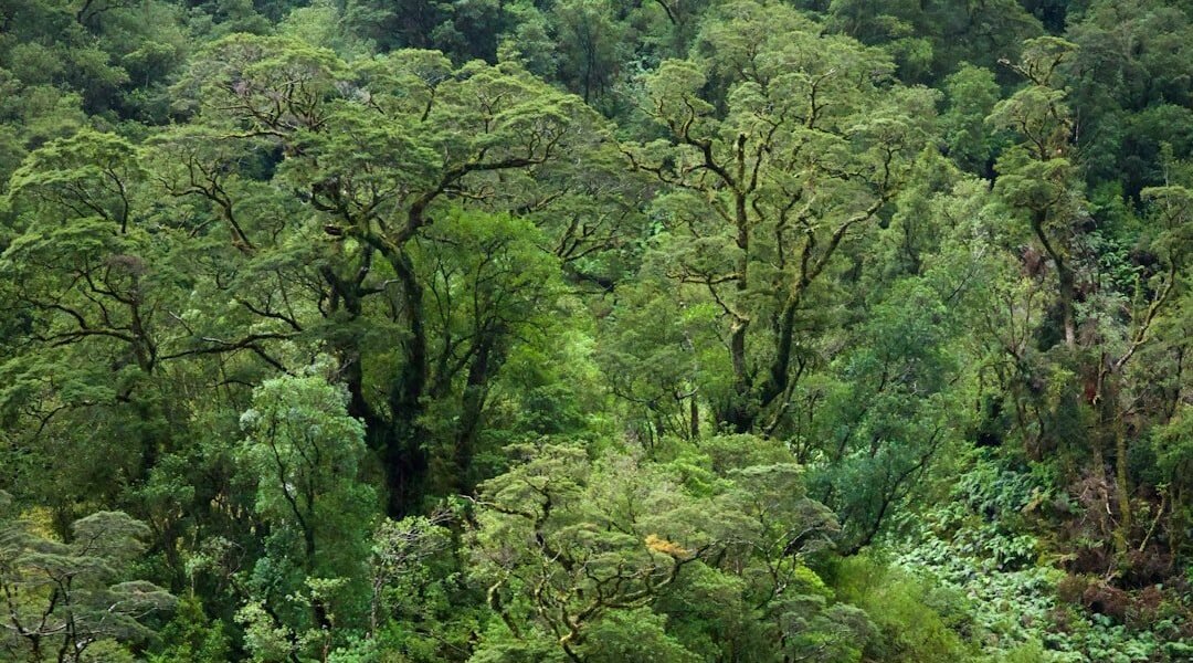 Ceiba: 25 años investigando la biodiversidad en tiempos de crisis ambiental