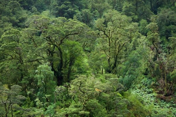 Ceiba: 25 años investigando la biodiversidad en tiempos de crisis ambiental