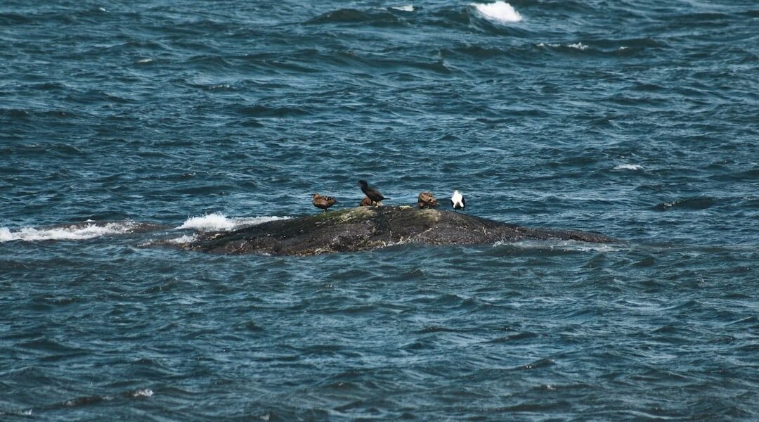 Argentino captura el encuentro maternal de ballenas y gana premio internacional