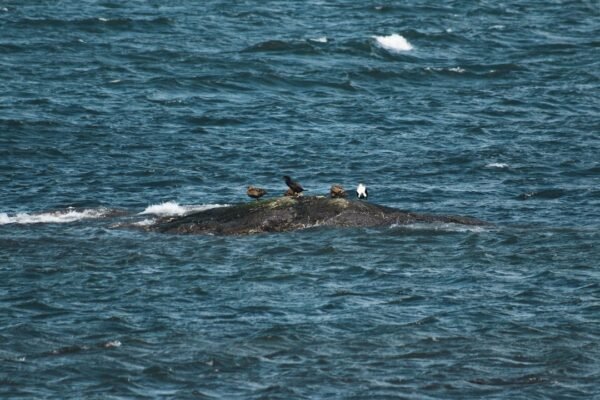 Argentino captura el encuentro maternal de ballenas y gana premio internacional