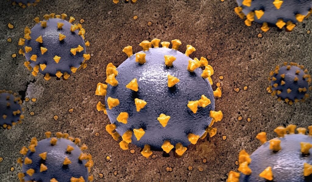 México alerta por hantavirus tras caso en crucero: qué debes saber