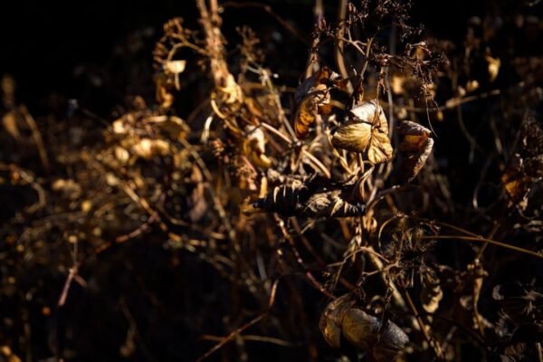 Científicos mexicanos hallan propiedades antibióticas en veneno de alacrán
