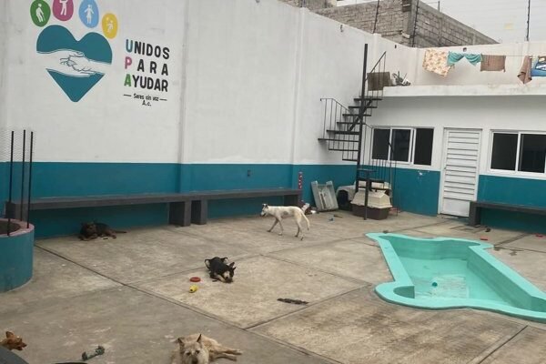 Un refugio de excelencia: "Unidos Para Ayudar Seres Sin Voz" destaca en Valle de Chalco