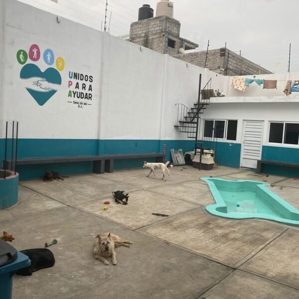 Un refugio de excelencia: "Unidos Para Ayudar Seres Sin Voz" destaca en Valle de Chalco