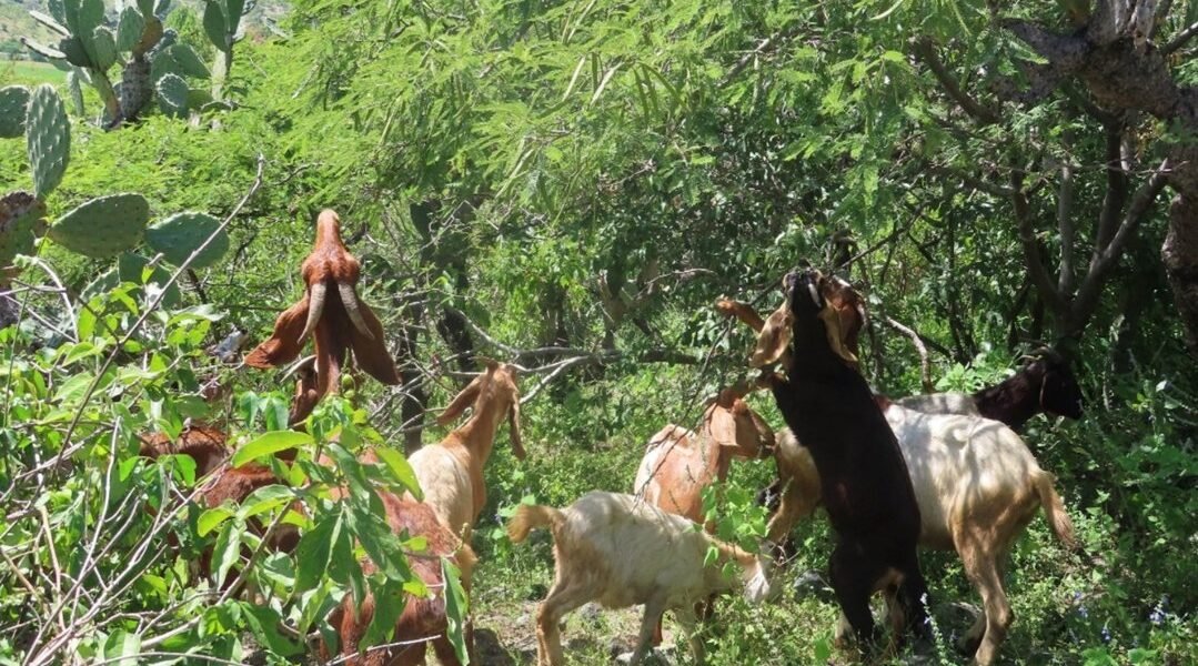 Estado de México impulsa sistemas sostenibles para salvar bosques tropicales