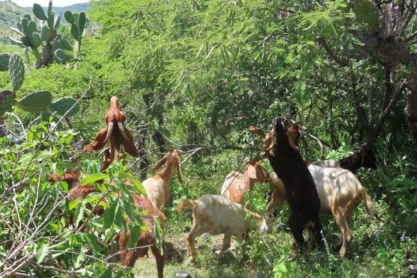 Estado de México impulsa sistemas sostenibles para salvar bosques tropicales