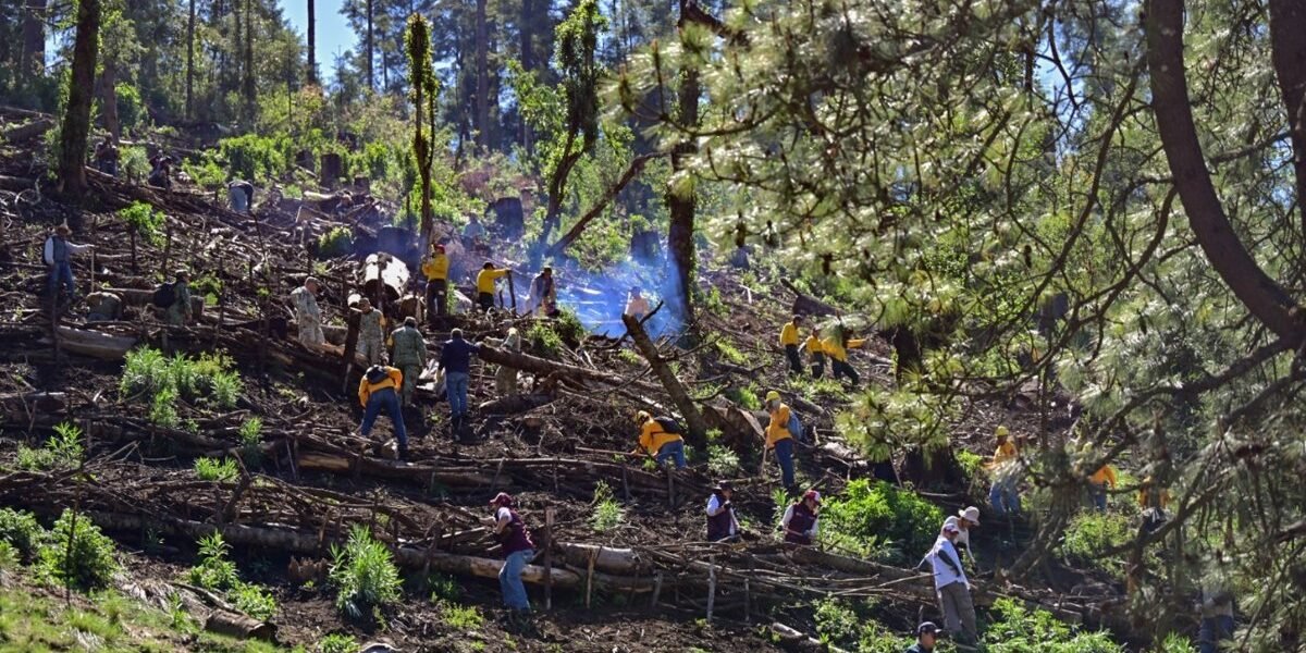 Edomex inicia recuperación de bosques con técnicas de retención de suelos