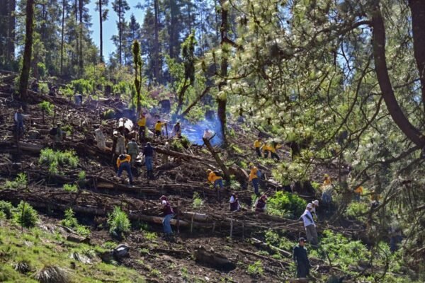 Edomex inicia recuperación de bosques con técnicas de retención de suelos