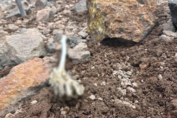 Hallan restos humanos en las alturas del Iztaccihuatl