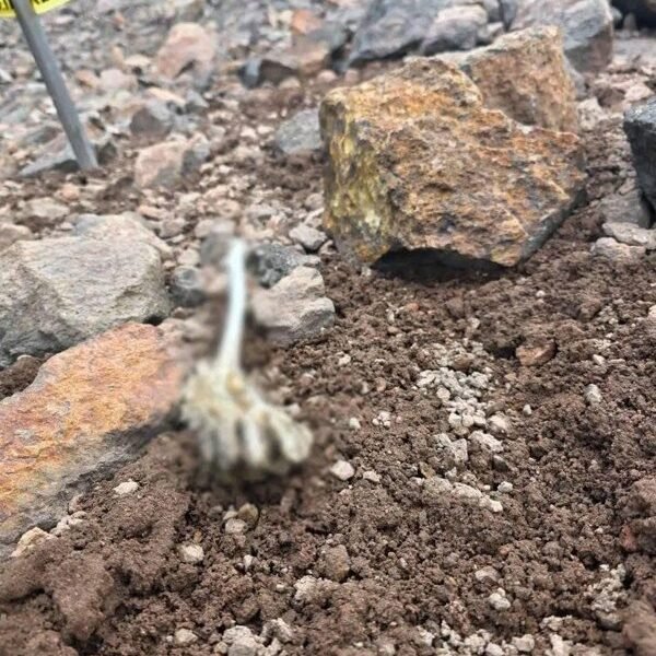Hallan restos humanos en las alturas del Iztaccihuatl