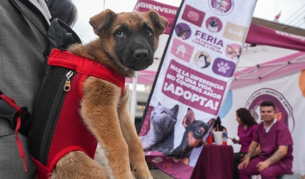 La Paz logra adoptar 17 cachorros en jornada de bienestar animal