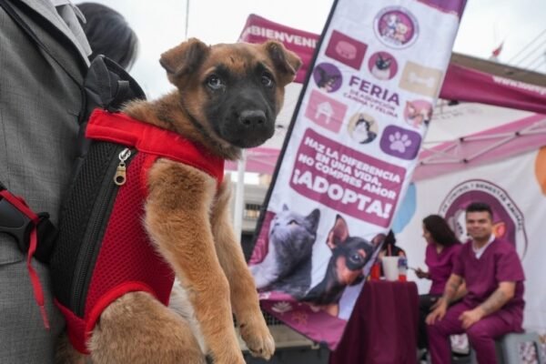 La Paz logra adoptar 17 cachorros en jornada de bienestar animal