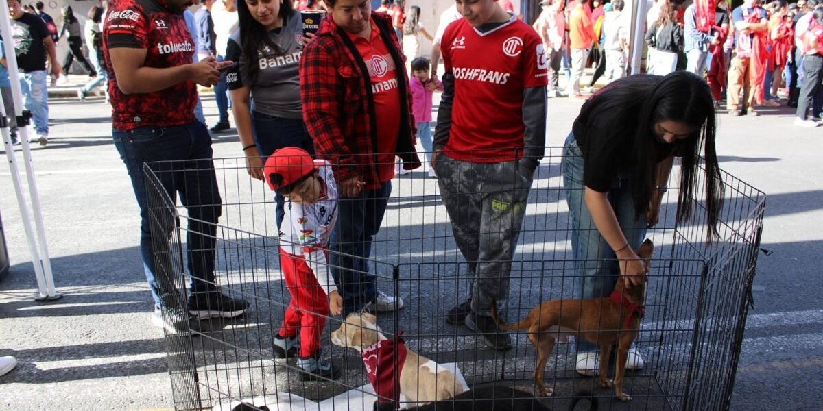 Estado de México crea fondo millonario para protección y bienestar animal