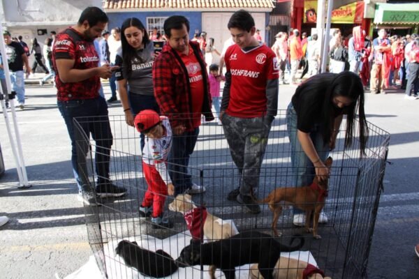 Estado de México crea fondo millonario para protección y bienestar animal
