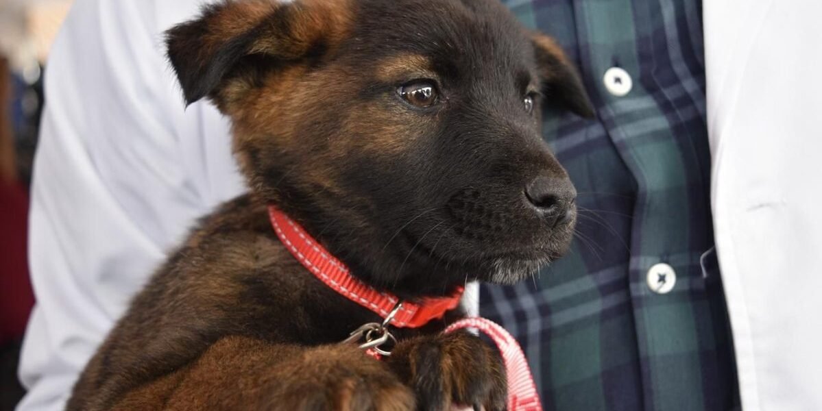 Edomex regula tenencia responsable de mascotas con nueva ley de bienestar animal
