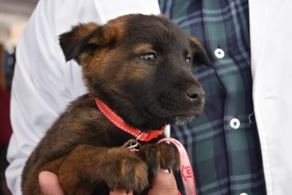 Edomex regula tenencia responsable de mascotas con nueva ley de bienestar animal
