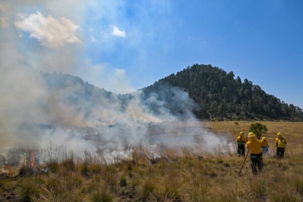 Madres brigadistas: las guerreras que protegen los bosques del Edomex