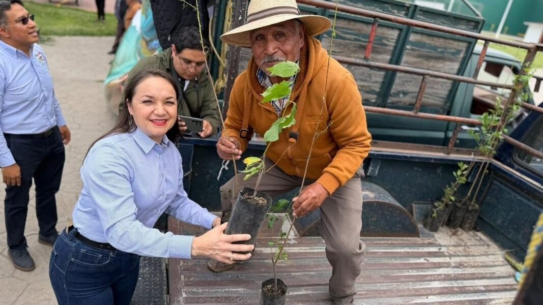 Amecameca inicia producción de agave pulquero y mezcalero con programa piloto