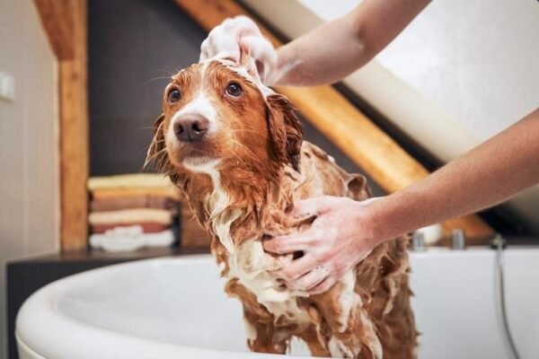 Mascotas: guía completa para garantizar su salud y felicidad en casa