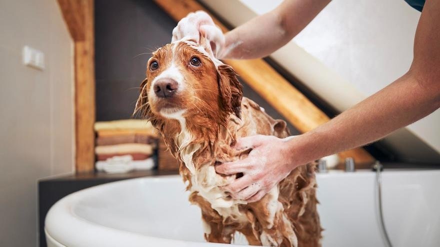 Mascotas: guía completa para garantizar su salud y felicidad en casa