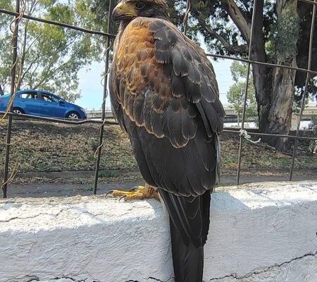 Rescatan águila lesionada en las calles de Ecatepec
