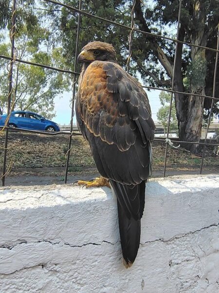 Rescatan águila lesionada en las calles de Ecatepec