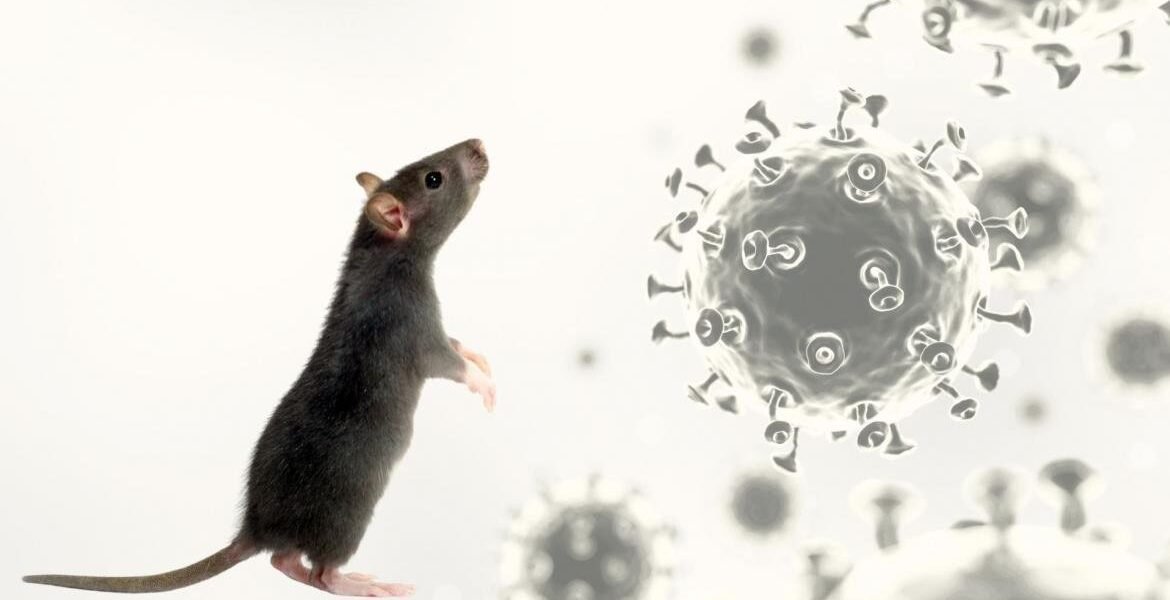 Secretaría de Salud alerta a hospitales por brote de hantavirus