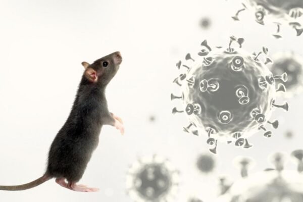 Secretaría de Salud alerta a hospitales por brote de hantavirus