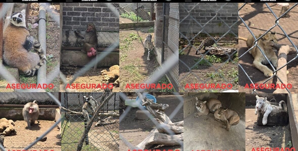 Aseguran tráfico ilegal de animales exóticos en Chalco