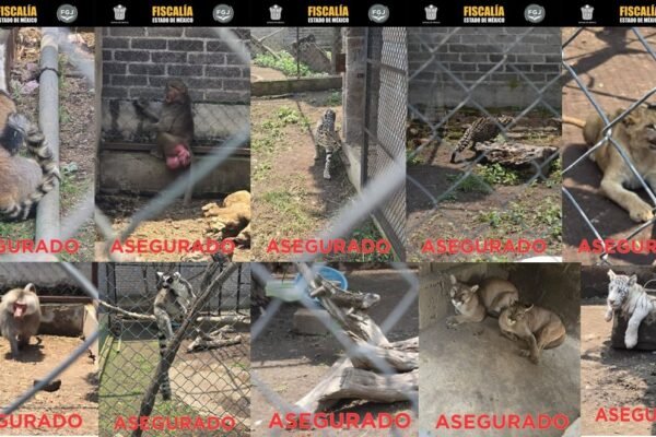 Aseguran tráfico ilegal de animales exóticos en Chalco