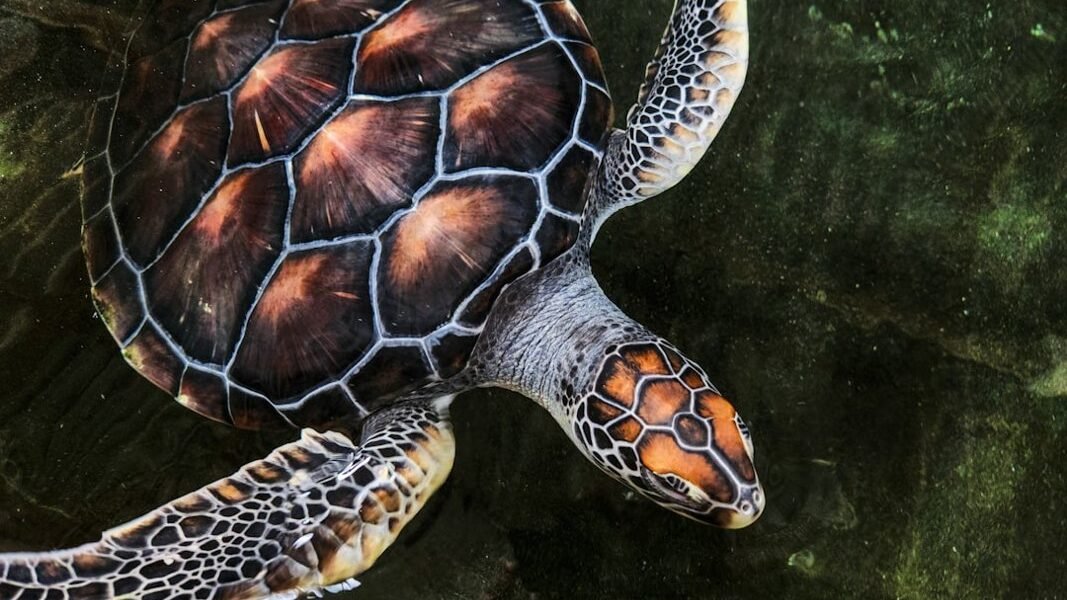 La Aurora emprende rescate de la tortuga blanca, especie al borde de la extinción