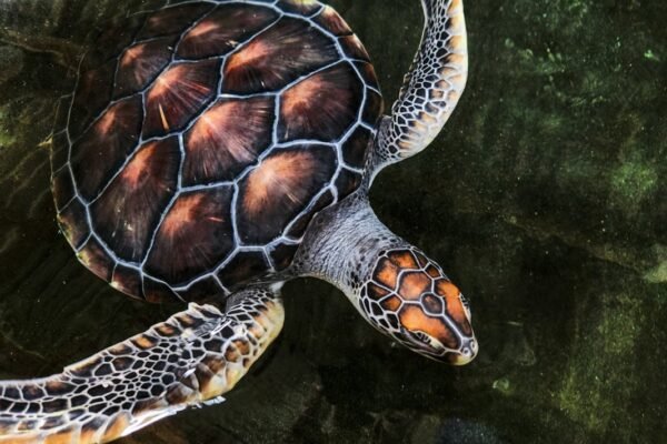 La Aurora emprende rescate de la tortuga blanca, especie al borde de la extinción