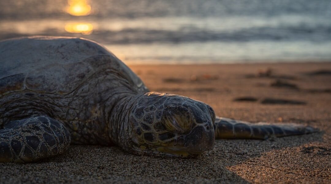 La Aurora impulsa programa pionero para salvar la tortuga blanca centroamericana