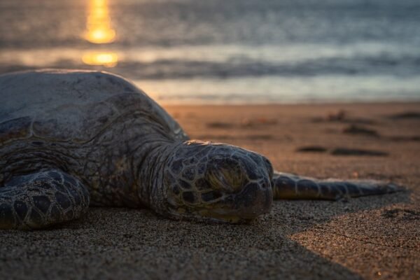 La Aurora impulsa programa pionero para salvar la tortuga blanca centroamericana