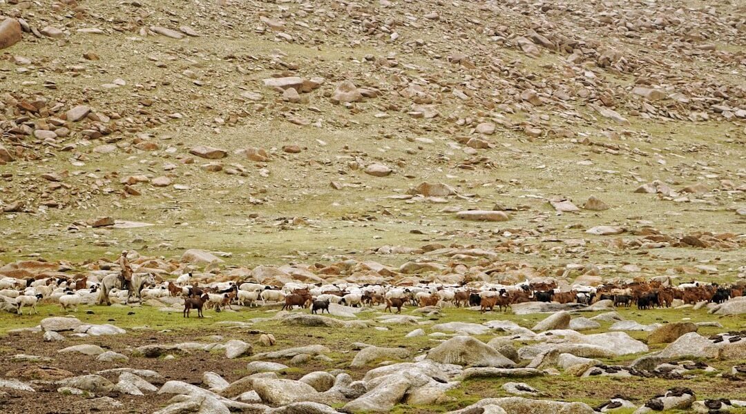La fuga silenciosa: cómo la fauna y flora huyen del calentamiento global