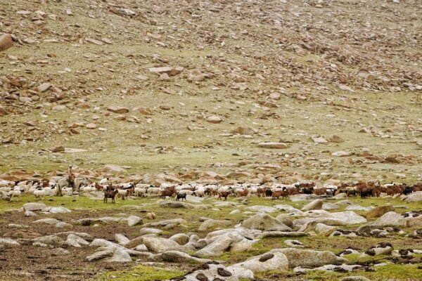 La fuga silenciosa: cómo la fauna y flora huyen del calentamiento global