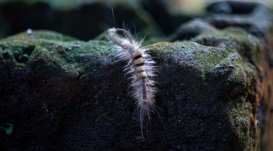 Hallazgo en Canarias revela que los milpiés conquistaron la tierra 460 millones de años atrás