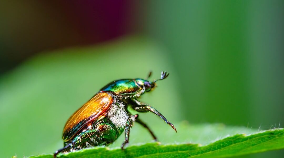 La batalla biológica contra la mosca del tornillo: qué significa para Latinoamérica