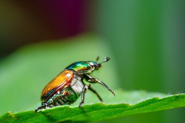 La batalla biológica contra la mosca del tornillo: qué significa para Latinoamérica