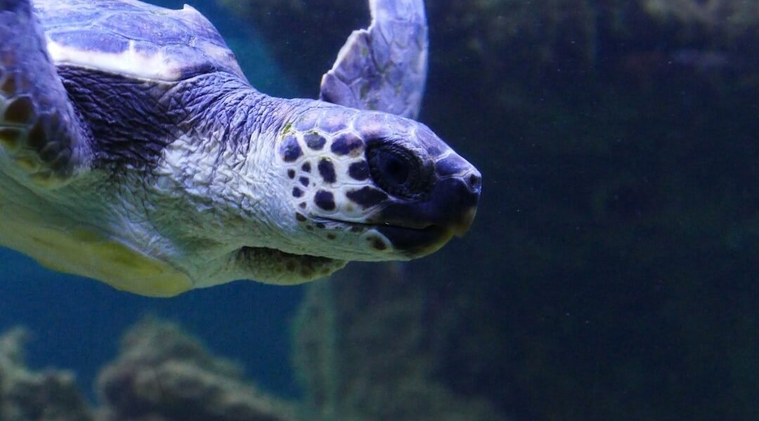 La Aurora apuesta por salvar a la tortuga blanca del colapso ecosistémico