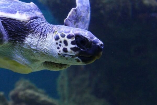 La Aurora apuesta por salvar a la tortuga blanca del colapso ecosistémico