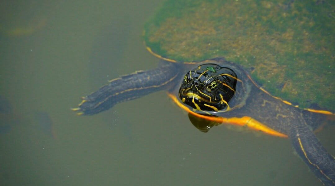 Guatemala apunta a salvar la tortuga blanca, reliquias de Mesoamérica al borde del colapso